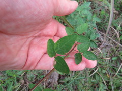 Desmodium obtusum