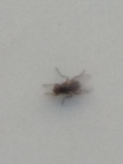 Musca domestica