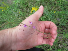 Desmodium obtusum