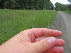 Sporobolus vaginiflorus