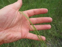 Sporobolus vaginiflorus