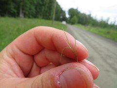 Sporobolus vaginiflorus