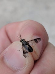 Chrysops univittatus