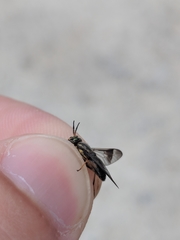 Chrysops univittatus