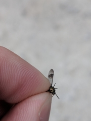 Chrysops univittatus