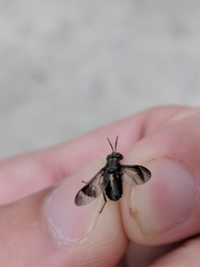 Chrysops univittatus