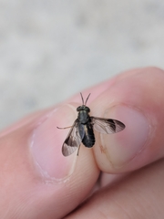 Chrysops univittatus