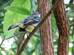 Tolmomyias sulphurescens