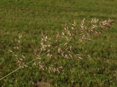 Calamagrostis varia