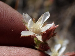 Horkeliella congdonis