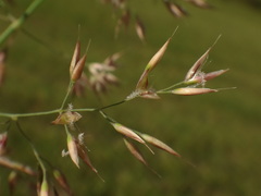 Calamagrostis varia