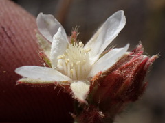 Horkeliella congdonis