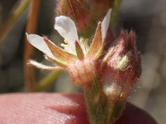Horkeliella congdonis