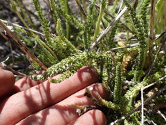 Horkeliella congdonis