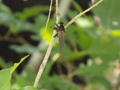 Promachus painteri