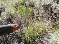 Horkeliella congdonis