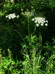 Heracleum sphondylium sphondylium