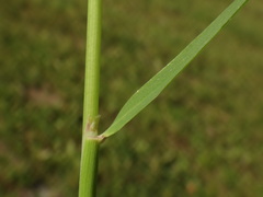 Calamagrostis varia