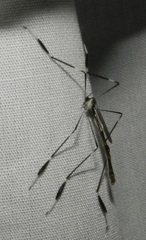 Bittacomorpha clavipes