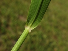 Calamagrostis varia
