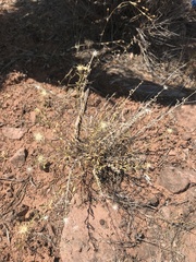 Brickellia oblongifolia