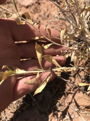 Brickellia oblongifolia