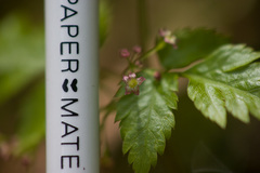Osmorhiza purpurea