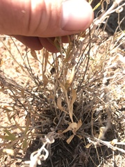 Brickellia oblongifolia