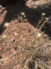Brickellia oblongifolia