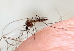 Aedes epactius