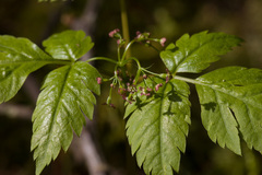 Osmorhiza purpurea