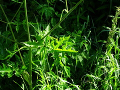 Heracleum sphondylium sphondylium