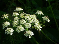 Heracleum sphondylium sphondylium