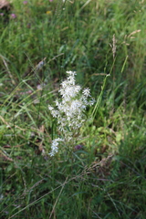 Filipendula