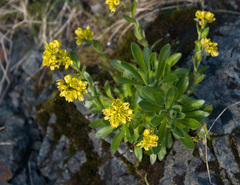 Draba grandis