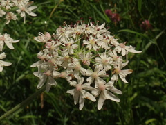 Heracleum sphondylium sphondylium