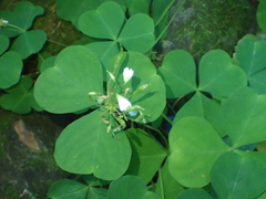 Oxalis trilliifolia