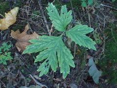 Hydrophyllum tenuipes