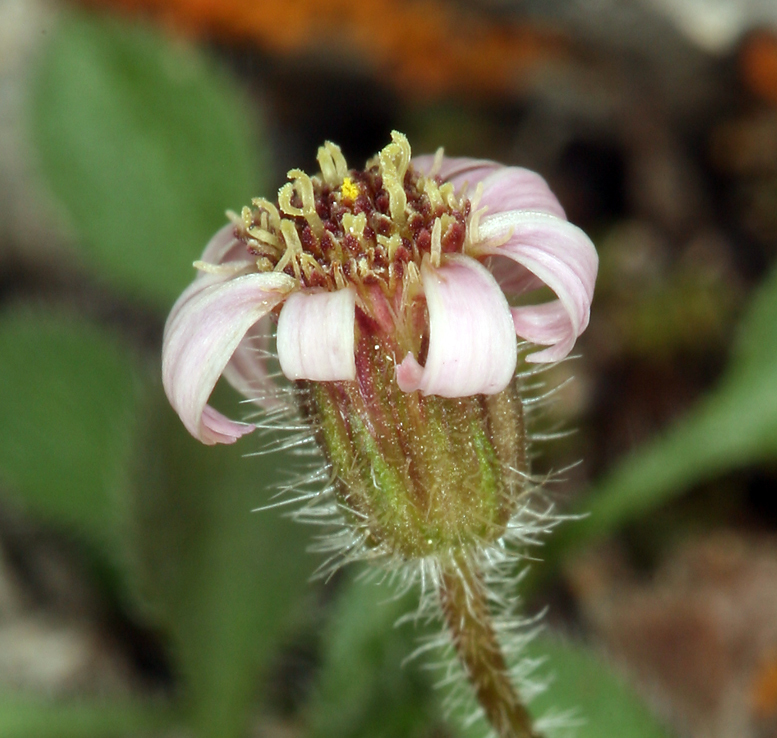 Asterigeron