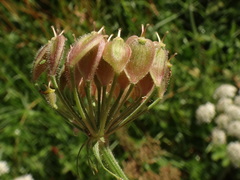 Heracleum sphondylium sphondylium