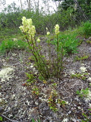 Castilleja pallida yukonis