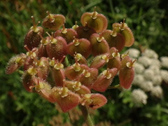 Heracleum sphondylium sphondylium