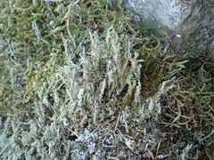 Cladonia carneola