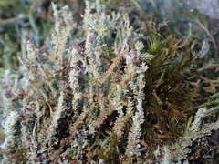 Cladonia carneola