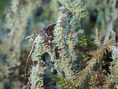 Cladonia carneola