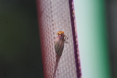 Eulithosia plesioglauca