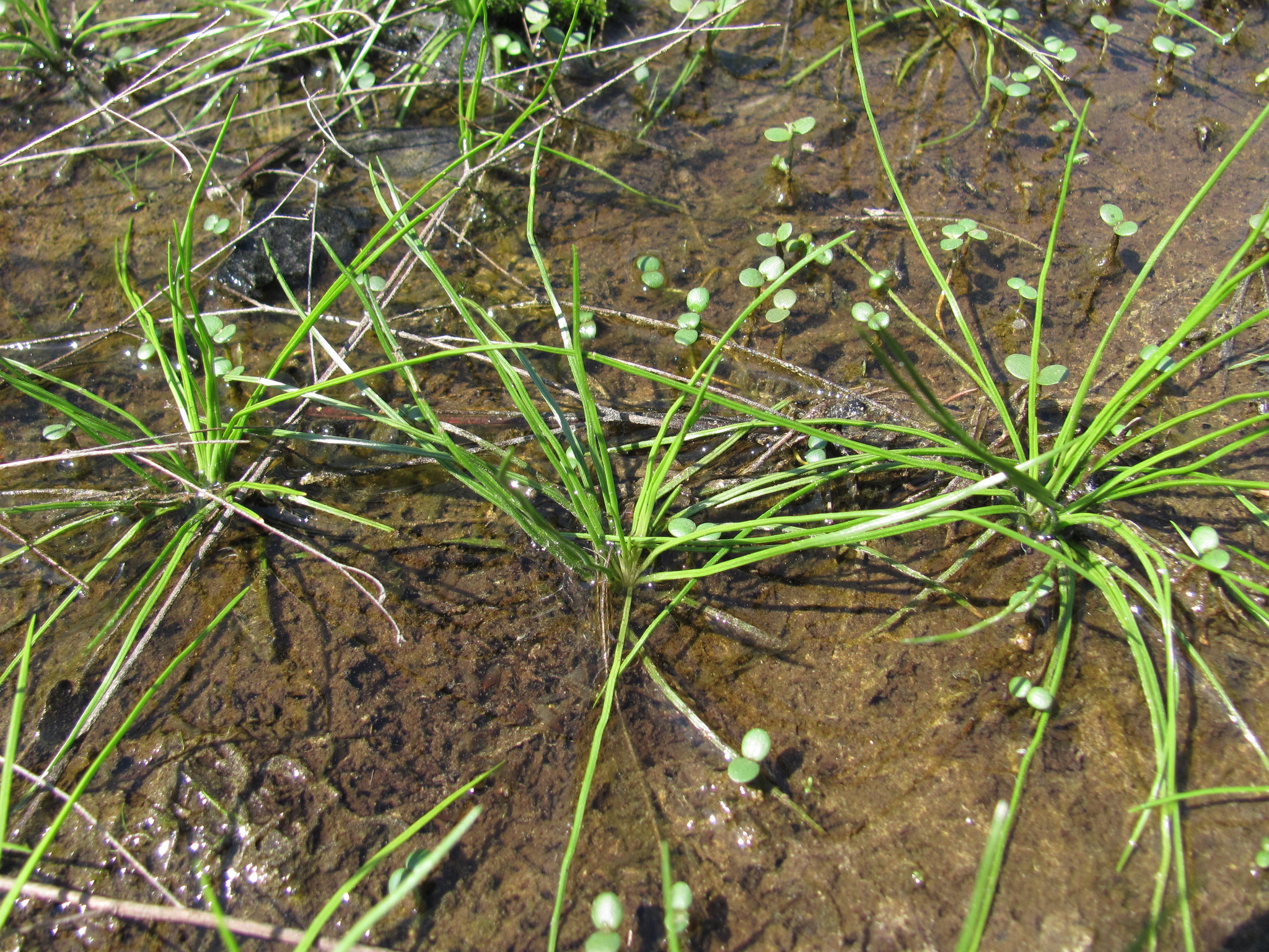 Isoetes piedmontana