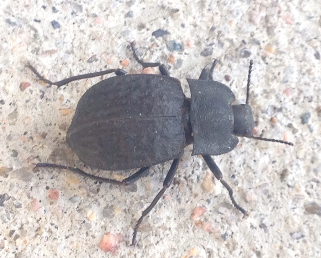 Stenomorpha opaca