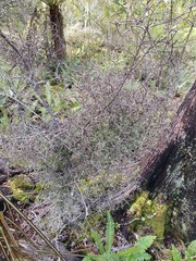 Pittosporum divaricatum