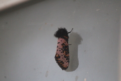 Xanthopastis moctezuma